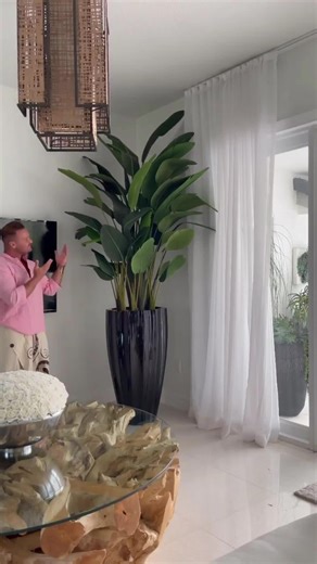 A wide selection of potted plants for indoor and outdoor spaces—choose your favorites! Now on sale!