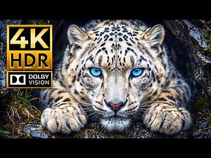 Stunningly Colorful Animals | 4K HDR 120FPS Animal Video | Ultimate OLED Showcase