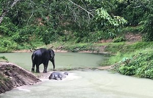 Tong Kwaw sliding into a new week here at Phuket Elephant Sanctuary. Phuket’s monsoon season with its occasional heavy showers is the perfect time of the year to observe elephants engage in their beautifully natural behavior. Visit us to observe Tong Kwaw, her best friend Vanda and the rest of our rescued elephants – whatever the weather. We provide complimentary clean socks boots, raincoats and umbrellas if needed. To book one of our half day or full day programs, please visit our website, call