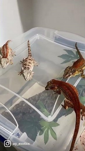 A growing gargoyle gecko collection