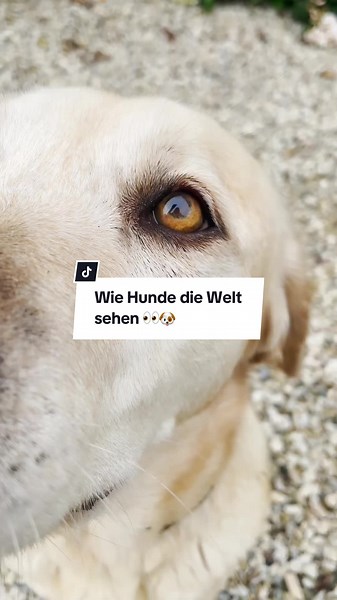 Wie sehen Hunde die Welt? Ein Blick auf ihre Farbwahrnehmung