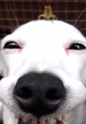 The Magic Scissors on TikTok