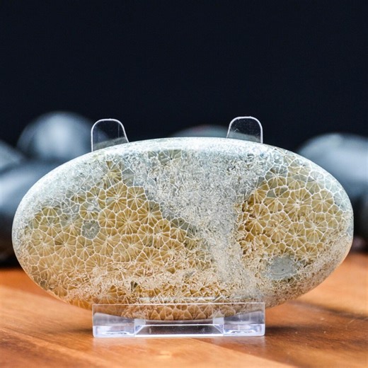 Java Fossilized Coral Palm Stone