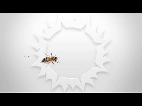 Local Honey and Allergies