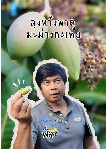 มะม่วงกะเทย(?) แกรหน่ะสิกะเทย #โปรเจ็คฟิลด์ #เนินมะปรางพิษณุโลก #มะม่วง #เกษตรกรรุ่นใหม่