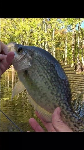 Solid Black Crappie - Fall Crappie Fishing