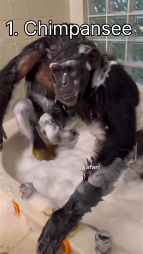 Top 5 Smartest Animals in the World 🧠🐾 #shorts