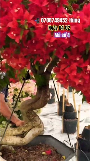 Stunning fiery red...#shortvideos