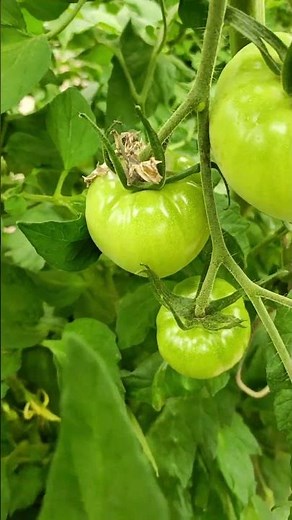 【悲報】収穫前なのに…青いトマトが落ちてる？原因はまさかの病気でした😭 ※カビ注意 #shorts #農業 #トラブル