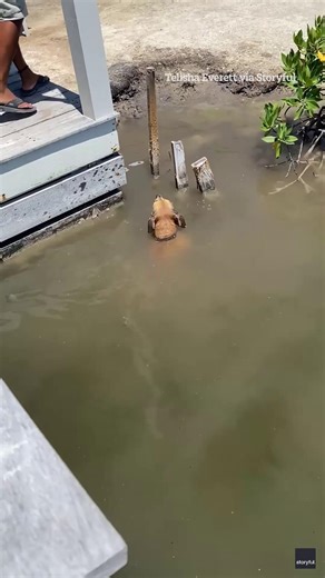 Dog's terrifying encounter with croc, and he didn't even know | The Sun Men