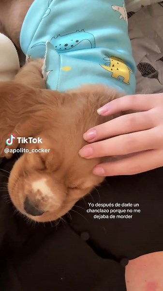 Cómo Enseñar a tu Cocker Spaniel a No Morder