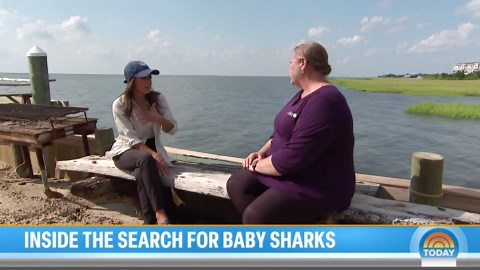 Why Scientists Are Studying Baby Sharks in Marshlands