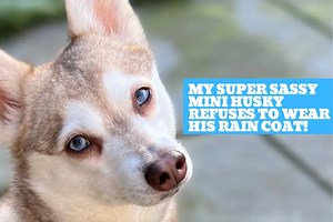 Sassy Mini Husky Refuses To Wear Rain Jacket #dogsoffacebook #cutedogs #kleekai #funnydogs | Life With Klee Kai