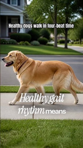 What does healthy dog gait look like? Listen for rhythm
