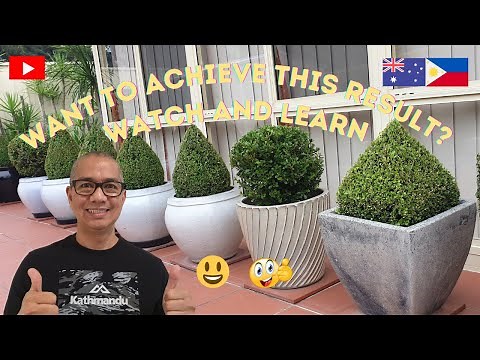 How To Trim Shrubs to Create Cone Shape Topiaries. Japanese Buxus or Boxwood in Style.