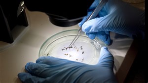 Collier, Lee mosquito control districts find 'widespread' West Nile Virus