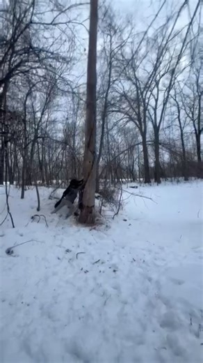 Pushing am ENTIRE tree over by hand