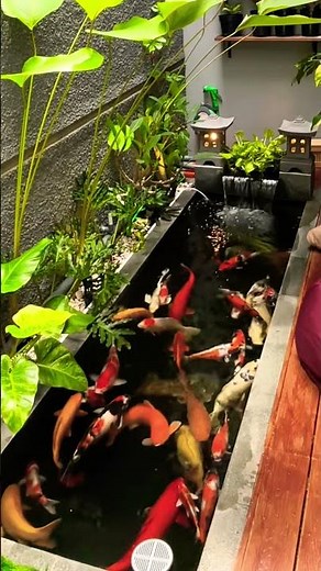 Gold fish swimming in pond at home |Relaxing fish video