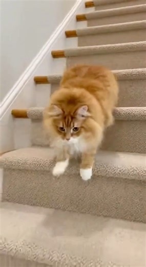 "I think my cat’s spine is made of springs! 🦴🌀 Watching him come down the stairs like a Slinky is the highlight of my day. 😂 Is your cat a liquid or a spring? #SlinkyCat #CatPhysics #StaircaseFun #FunnyPets #Springy #SpringCat #SlinkyMovement #FunnyCatVideos #USAPets #CatLogic #StaircaseChallenge #Satisfying #ViralCat | Heart of Paws