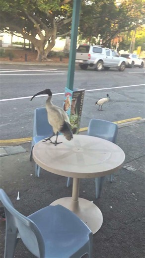 Bin chickens!