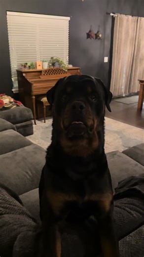 Understanding Rottweiler Behavior and Communication