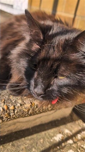 Solar-Powered Chaos 🐈‍⬛⚡#catsofyoutube #cat #blackcats