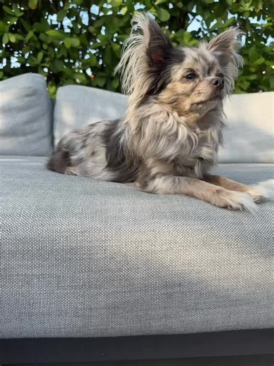 My Adorable Chihuahua on Vacation