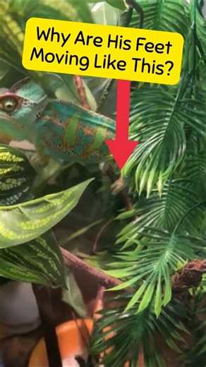CHAMELEON FEET Moving Like THIS? 🦎👀 #shorts