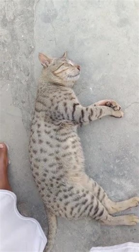 #trending #cat #viral #shortvideo #