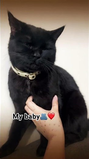 My baby❤️ #simmba #cute #likeandsubscribe #millionviews #cat #cutecat #love