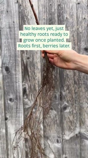 Don’t be fooled by their bare look - these raspberries are just getting started.