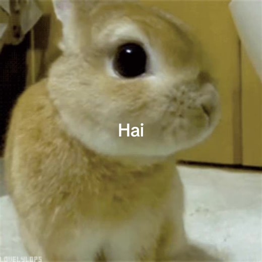 Cute Bunny Sounds Compilation