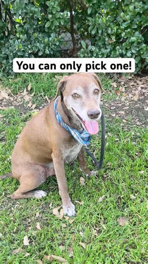 Pick in the comments