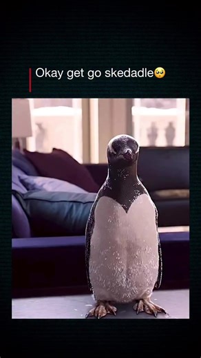 Mr. Popper’s Penguins: Embracing Chaos and Laughter