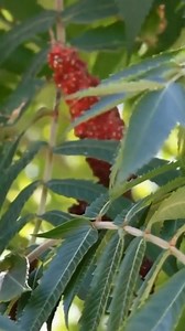 3.7K views · 56 reactions | The immature fruits of certain sumac...