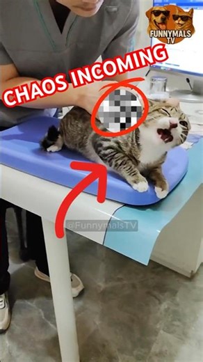 Vet Day Chaos 😭😂 #catshorts #cat #funny #memes