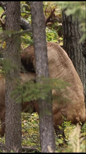 Understanding Elk Rut and Mating Behavior