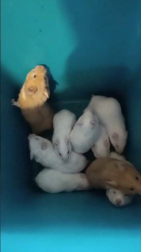 TBH Hamster Feeding Time for the Ball Pythons | Feeding Session Update