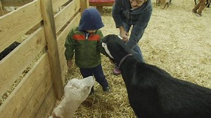Fryeburg Fair offers food, farm animals and family fun