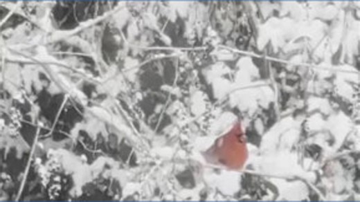 Cardinal in the snow