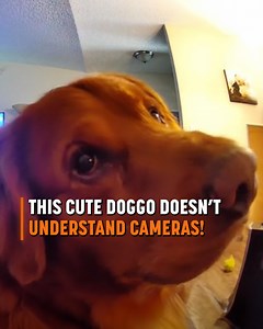 97K views · 3.4K reactions | This dog is confused by this magic trick 彩 | Go Fetch | Facebook