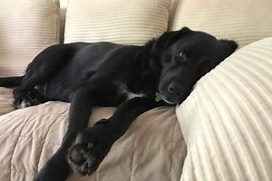 Fat Shaming Your Dog