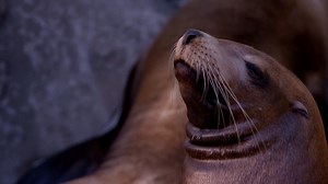 11K views · 311 reactions | From Canada's Gulf of St-Lawrence to Australia's Great Australian Bight, Sea Shepherd has been defending and protecting seals since our first direct-action campaigns over 40 years ago! Like most of our marine wildlife clients, threats to their survival include hunting, overfishing, habitat destruction and entanglement in marine debris. Do you know how to tell the difference between seals and their pinniped cousins, sea lions? | Sea Shepherd | Facebook