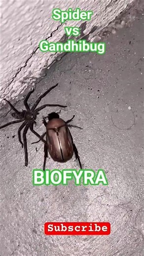 spider vs Gandhi Bug #trending #biology #animalfacts #viral