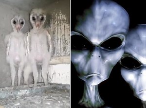 Barn owls mistaken for aliens in India's Visakhapatnam | The Express Tribune