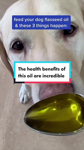 Benefits of Flaxseed Oil for Dogs: Improve Health Naturally!