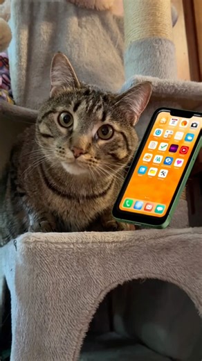 Hilarious Talking Cat Skit - Typo Prank Calls the Vet #funnycats #cat #catshorts