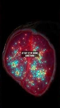 Bray is Not Meat: The Art of Harmonious Process