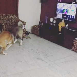 Pet Home Boarding - Fun indoor & outdoor ;)💃🏻💃🏻💃🏻😍 | Pet Home Boarding