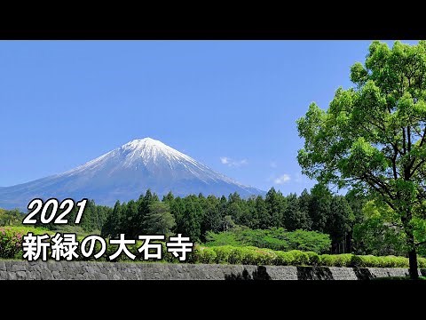2021 Fresh green Taisekiji Temple and Mt. Fuji / Japan